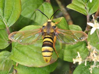 Sesia apiformis Cl. adulte - ©Philippe Mothiron