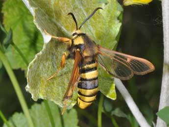 Sesia apiformis Cl. adulte - Philippe Mothiron