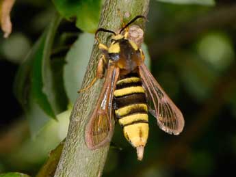 Sesia apiformis Cl. adulte - ©Patrick Subit