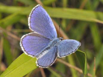 Plebejus argyrognomon Brgstr. adulte - ©Philippe Mothiron