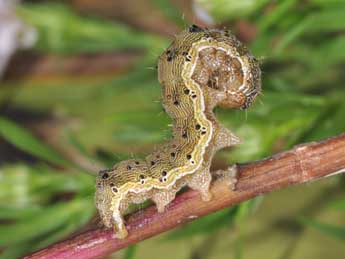  Chenille de Helicoverpa armigera Hb. - ©Philippe Mothiron