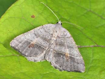 Macaria artesiaria D. & S. adulte - Philippe Mothiron