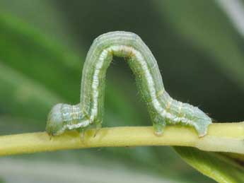  Chenille de Macaria artesiaria D. & S. - ©Philippe Mothiron