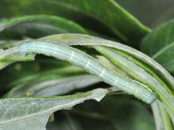  Chenille de Macaria artesiaria D. & S. - Philippe Mothiron