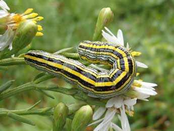  Chenille de Cucullia asteris D. & S. - Jean-Alain Guilloton