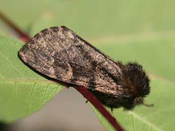 Ocneria atlantica Rbr adulte - ©Emmanuel Ruiz