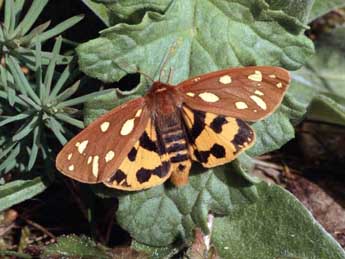 Arctia aulica L. adulte - ©Wolfgang Wagner, www.pyrgus.de