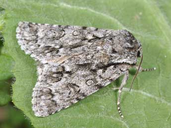 Acronicta auricoma D. & S. adulte - Philippe Mothiron