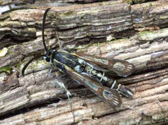 Chamaesphecia bibioniformis Esp. adulte - ©Daniel Morel