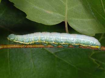  Chenille de Leucodonta bicoloria D. & S. - Wolfgang Wagner, www.pyrgus.de