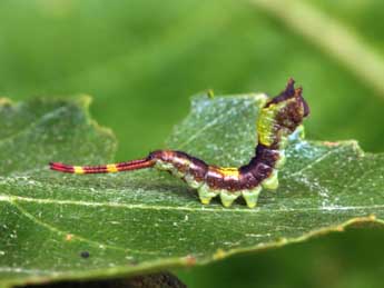  Chenille de Furcula bicuspis Bkh. - ©Serge Wambeke