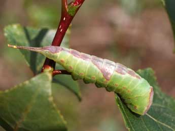  Chenille de Furcula bifida Brahm - Alex Corge