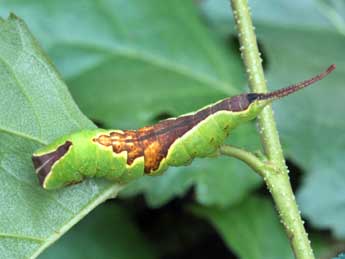  Chenille de Furcula bicuspis Bkh. - ©Serge Wambeke