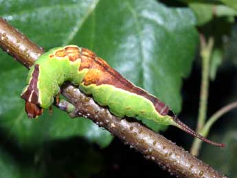  Chenille de Furcula bicuspis Bkh. - ©Serge Wambeke