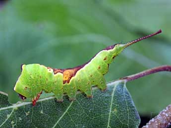  Chenille de Furcula bicuspis Bkh. - ©Serge Wambeke