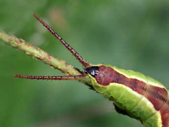  Chenille de Furcula bicuspis Bkh. - ©Serge Wambeke