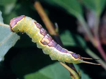  Chenille de Furcula bifida Brahm - ©Serge Wambeke