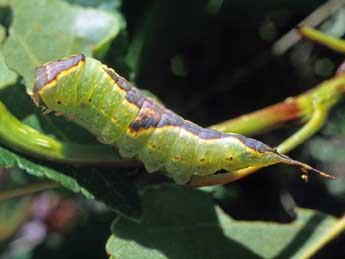  Chenille de Furcula bifida Brahm - ©Serge Wambeke