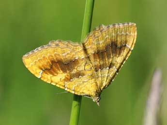 Camptogramma bilineata L. adulte - ©Jean-Franois Maradan