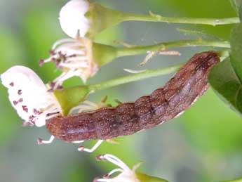  Chenille de Leptologia blidaensis Stertz - Claude Colomb