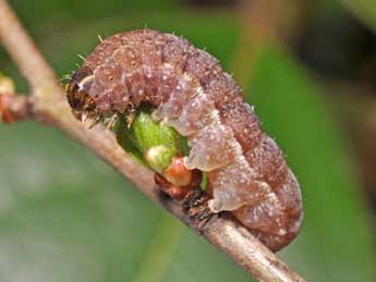  Chenille de Leptologia blidaensis Stertz - ©Claude Colomb