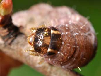  Chenille de Leptologia blidaensis Stertz - ©Claude Colomb