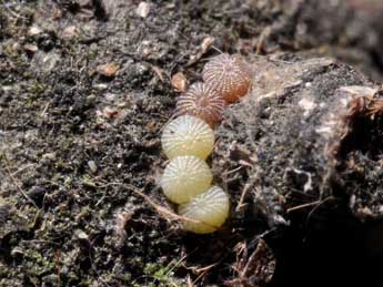  Oeuf de Leptologia blidaensis Stertz - Claude Colomb