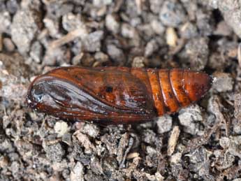  Chrysalide de Leptologia blidaensis Stertz - ©Claude Colomb