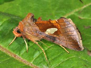 Autographa bractea D. & S. adulte - Philippe Mothiron