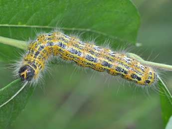  Chenille de Phalera bucephala L. - ©Philippe Mothiron