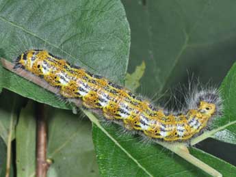  Chenille de Phalera bucephala L. - ©Philippe Mothiron