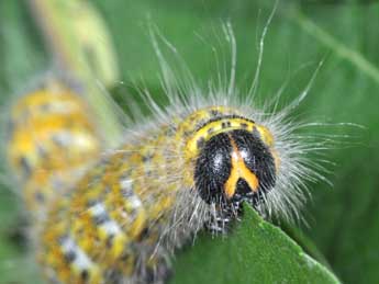  Chenille de Phalera bucephala L. - Philippe Mothiron