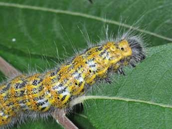  Chenille de Phalera bucephala L. - Philippe Mothiron