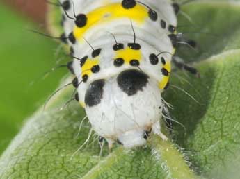  Chenille de Diloba caeruleocephala L. - ©Philippe Mothiron