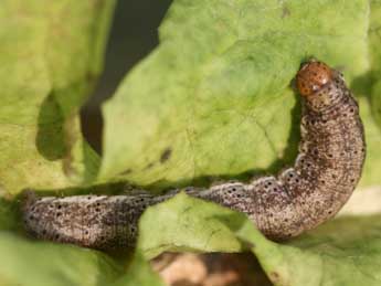  Chenille de Dichagyris candelisequa D. & S. - ©Emmanuel Ruiz