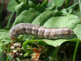  Chenille de Dichagyris candelisequa D. & S. - Emmanuel Ruiz