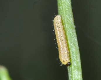  Chenille de Anthocharis cardamines L. - ©Philippe Mothiron