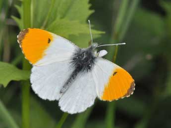 Anthocharis cardamines L. adulte - ©Philippe Mothiron