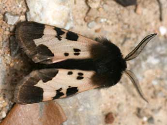 Watsonarctia deserta Bartel adulte - ©Emmanuel Ruiz