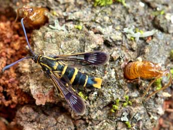 Synanthedon cephiformis O. adulte - Daniel Morel