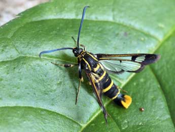 Synanthedon cephiformis O. adulte - ©Daniel Morel