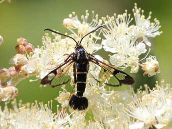 Synanthedon cephiformis O. adulte - ©Michel Le Masson