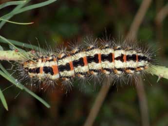  Chenille de Acronicta chamoenices H.-S. - Wolfgang Wagner, www.pyrgus.de