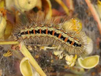  Chenille de Acronicta chamoenices H.-S. - Wolfgang Wagner, www.pyrgus.de