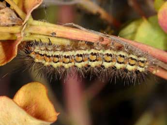  Chenille de Acronicta chamoenices H.-S. - ©Wolfgang Wagner, www.pyrgus.de