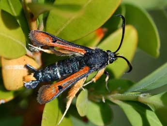 Pyropteron chrysidiforme Esp. adulte - Daniel Morel