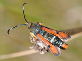 Pyropteron chrysidiforme Esp. adulte - Philippe Mothiron