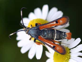 Pyropteron chrysidiforme Esp. adulte - ©Daniel Morel