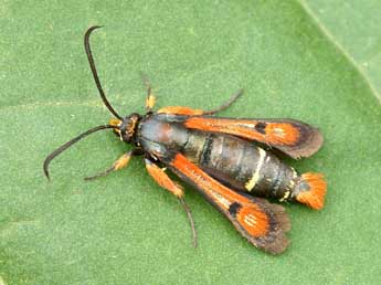 Pyropteron chrysidiforme Esp. adulte - ©Lionel Taurand