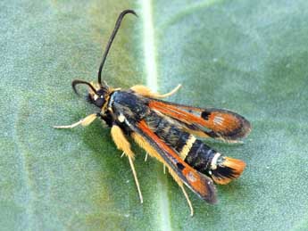 Pyropteron chrysidiforme Esp. adulte - Lionel Taurand